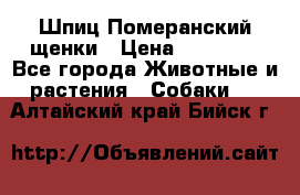 Шпиц Померанский щенки › Цена ­ 25 000 - Все города Животные и растения » Собаки   . Алтайский край,Бийск г.